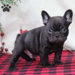Hershey, French Bulldog Puppy